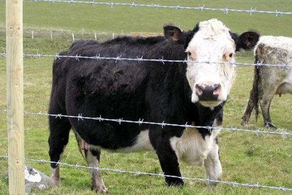Manual de Gestión ambiental en Tambos